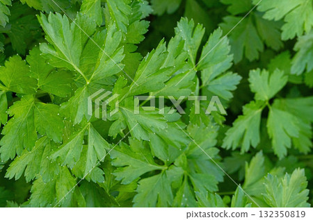 Fresh green parsley growing in a healthy garden Fresh green parsley growing in a healthy garden 132350819