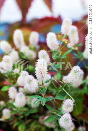 Delicate clusters of white flowers blooming beautifully in a garden Delicate clusters of white flowers blooming beautifully in a garden 132351042