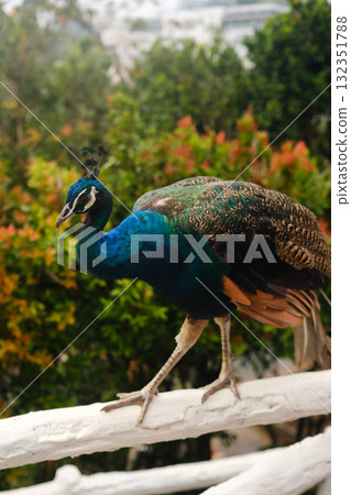 A colorful peacock strolls along a white fence by a pond surrounded by lush greenery and bright flowers, on a sunny day in a tropical garden 132351788