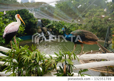 Colorful birds peacock and heron stand near a pond surrounded by lush greenery and a gentle waterfall in a tropical habitat Colorful birds peacock and heron stand near a pond surrounded by lush greenery and a gentle waterfall in a tropical habitat 132351789