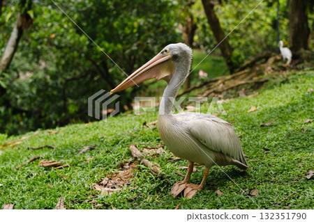 A pelican stands on the green grass in the park, showing off its long beak and graceful pose on a sunny day in nature 132351790