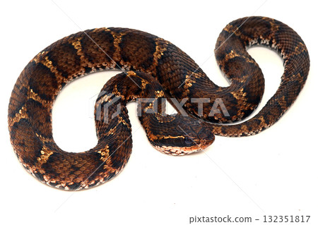 日本蝮蛇(面向右側) 日本蝮蛇(面向右側) 132351817