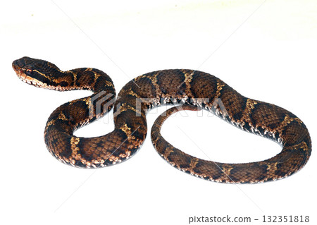 日本蝮蛇（臉部伸展） 132351818