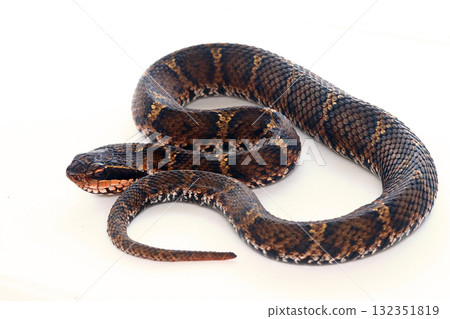 日本蝮蛇(面朝左側) 日本蝮蛇(面朝左側) 132351819