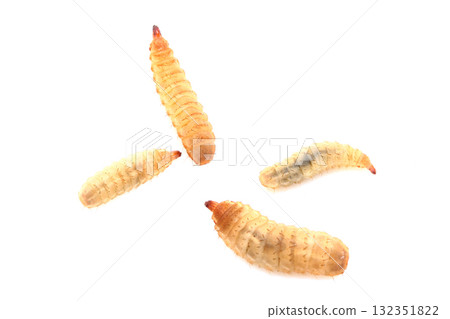 American soldier fly larvae American soldier fly larvae 132351822