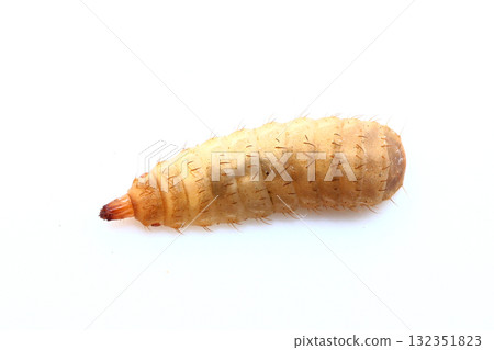 Black soldier fly larvae seen from above 132351823