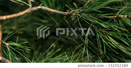 Abstract macro background with pine needles and soft blur, ideal for eco themes, wellness design and natural product visuals. Conceptually linked to aromatherapy and herbal healing Banner Abstract macro background with pine needles and soft blur, ideal for eco themes, wellness design and natural product visuals. Conceptually linked to aromatherapy and herbal healing Banner 132352160