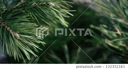 Closeup pine background with green tones and blur, ideal for organic branding, cosmetics and supplement packaging. Suggests purity and plant-derived benefits Banner Closeup pine background with green tones and blur, ideal for organic branding, cosmetics and supplement packaging. Suggests purity and plant-derived benefits Banner 132352161