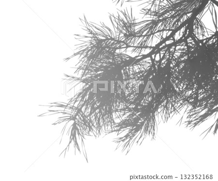 Voluminous pine branch silhouette in monochrome for artistic layering. Structured silhouette of bushy pine branch for dominant graphic use 132352168