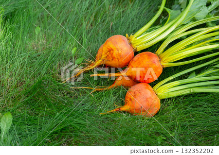 Bunch of harvested orange beets with foliage on the green grass. 132352202
