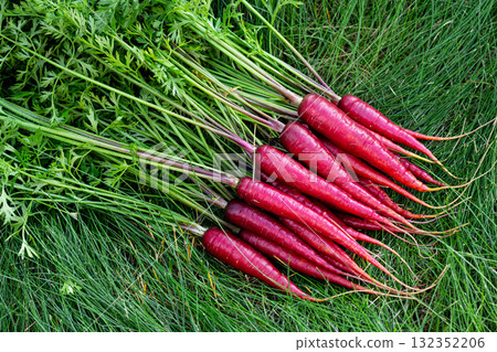Red colorful carrots with foliage on green grass of the garden. 132352206