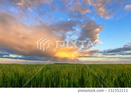 Sunset in prairies, green wheat field and orange sky. Sunset in prairies, green wheat field and orange sky. 132352211