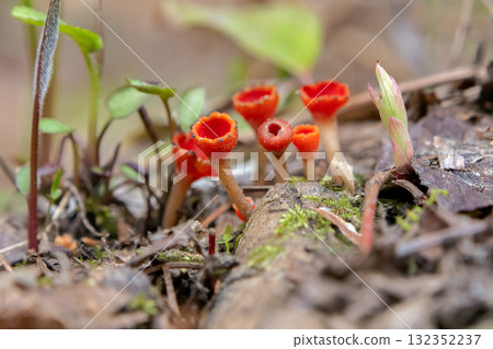 Scarlet Cup Fungi in grass and leaves on the forest floor. Scarlet Cup Fungi in grass and leaves on the forest floor. 132352237
