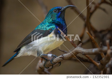 White-breasted sunbird, Cinnyris talatala White-breasted sunbird, Cinnyris talatala 132352301