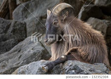 Mountain goat on the rocks. 132352304