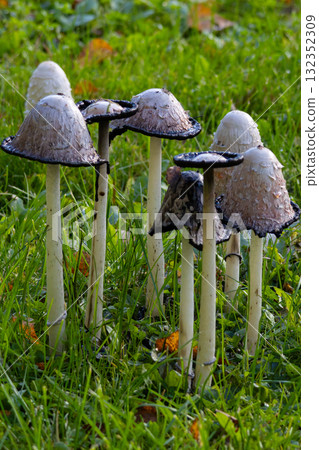 Coprinus comatus ink mushrooms on a green forest background 132352309