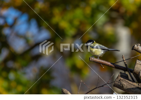 The big titmouse sits on a tree branch in sunny autumn day The big titmouse sits on a tree branch in sunny autumn day 132352315