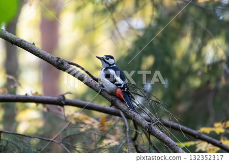 The great spotted woodpecker, Dendrocopos major 132352317