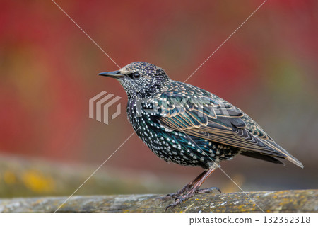 Common or European starling (Sturnus vulgaris) perching on metal fence with light clear background. Common or European starling (Sturnus vulgaris) perching on metal fence with light clear background. 132352318