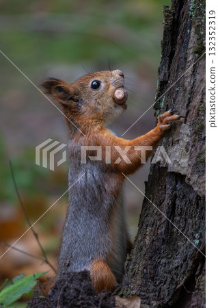 Squirrel red wild nature animal thematic Sciurus vulgaris rodent Squirrel red wild nature animal thematic Sciurus vulgaris rodent 132352319