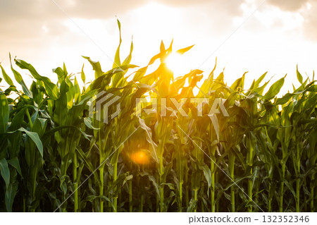 Corn field at sunset with warm golden sunlight and green leaves in summer rural landscape Corn field at sunset with warm golden sunlight and green leaves in summer rural landscape 132352346