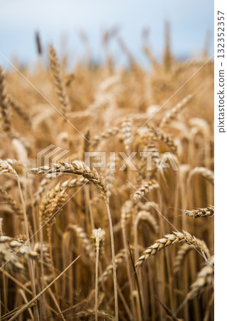 Close up golden ripe wheat spikes in summer farmland field Close up golden ripe wheat spikes in summer farmland field 132352357