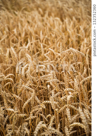 Close up golden ripe wheat spikes in summer farmland field 132352360