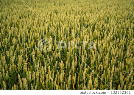 Top view of golden wheat spikes growing in farmland during summer 132352361
