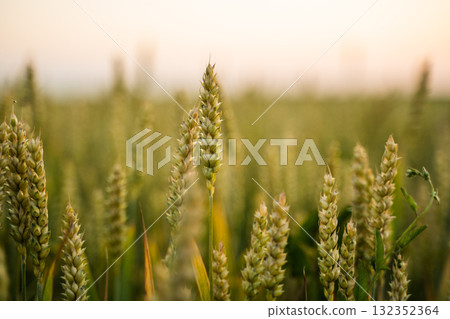 Close-up view of golden wheat spikes growing in farmland during summer Close-up view of golden wheat spikes growing in farmland during summer 132352364
