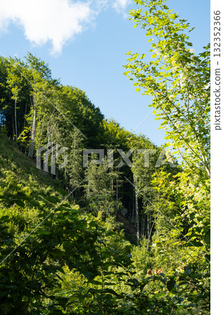 Magnificent coniferous forest in the rays of light in summer Magnificent coniferous forest in the rays of light in summer 132352366