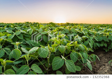 Close-up of young soybean sprouts grow in the field with a evening sunset sky 132352368