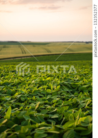 Lush soybean field at sunset in countryside Lush soybean field at sunset in countryside 132352377