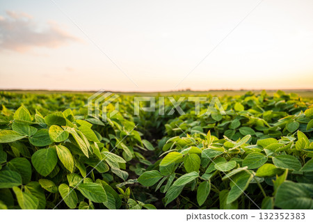 Close-up of young soybean sprouts grow in the field with a evening sunset sky Close-up of young soybean sprouts grow in the field with a evening sunset sky 132352383