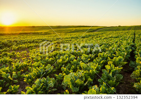 Beetroot plants growing in the field, plantation. Cultivation of the sugar beet. 132352394