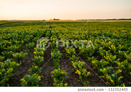 Beetroot plants growing in the field, plantation. Cultivation of the sugar beet. 132352405