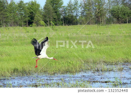 white stork flying above the field. white stork (Ciconia ciconia) 132352448