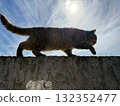 Cat walking on the fence 132352477