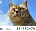 Shorthair cat against blue sky  132352479