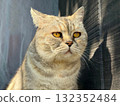 Cute cat feline looking away 132352484