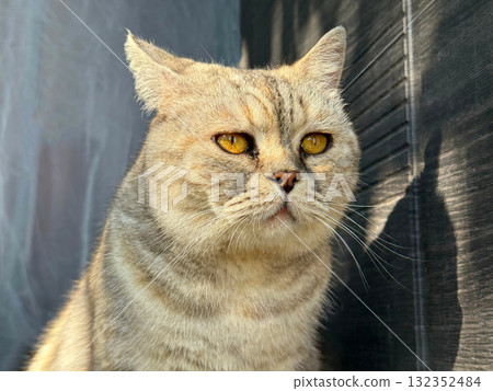 Cute cat feline looking away Cute cat feline looking away 132352484