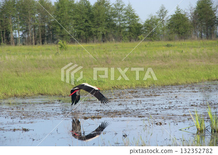 white stork flying above the field. white stork (Ciconia ciconia) 132352782