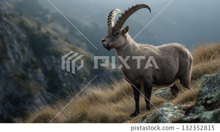 Alpine ibex with impressive curved horns standing on mountain slopes 132352815