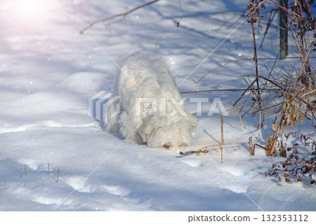 Dog looking for something in the snow in frosty winter day. Maltipoo dog Dog looking for something in the snow in frosty winter day. Maltipoo dog 132353112