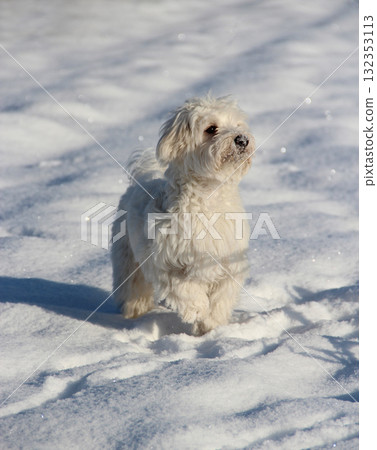 Cute Maltipoo dog playing outdoors in winter. Maltipoo dog stands on the snow 132353113