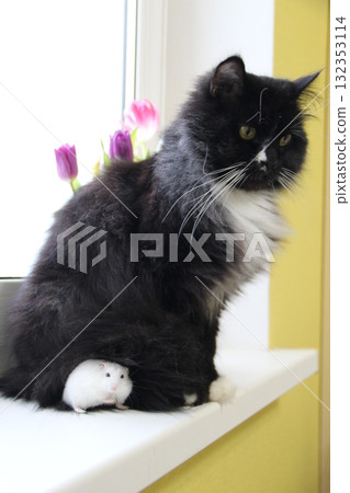 White hamster sitting among thick fur of black cat. Amusing animals 132353114