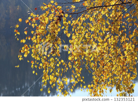 Yellow birch leaves over lake. Autumn time. Nature scenery. Autumnal landscape Yellow birch leaves over lake. Autumn time. Nature scenery. Autumnal landscape 132353121