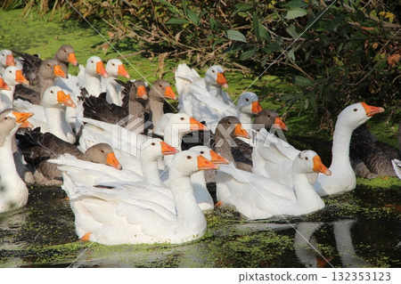 Flock of geese floating on river. Flock of domestic white geese floating on lake Flock of geese floating on river. Flock of domestic white geese floating on lake 132353123