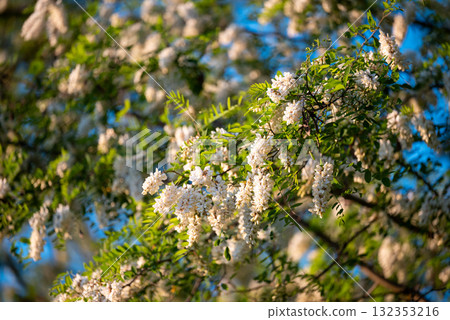 Bright photo of blooming acacia. White acacia in full bloom with green leaves against blue sky 132353216