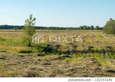 Field with fresh mowed grass. Summer field with mowed grass for hay, feeding animals on farm in cold season 132353240