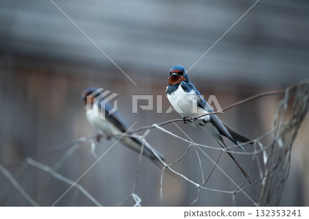 Two swallows perched on wire. Portrait of couple of swallows on wire Two swallows perched on wire. Portrait of couple of swallows on wire 132353241